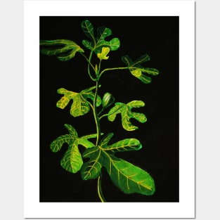 Ficus Posters and Art